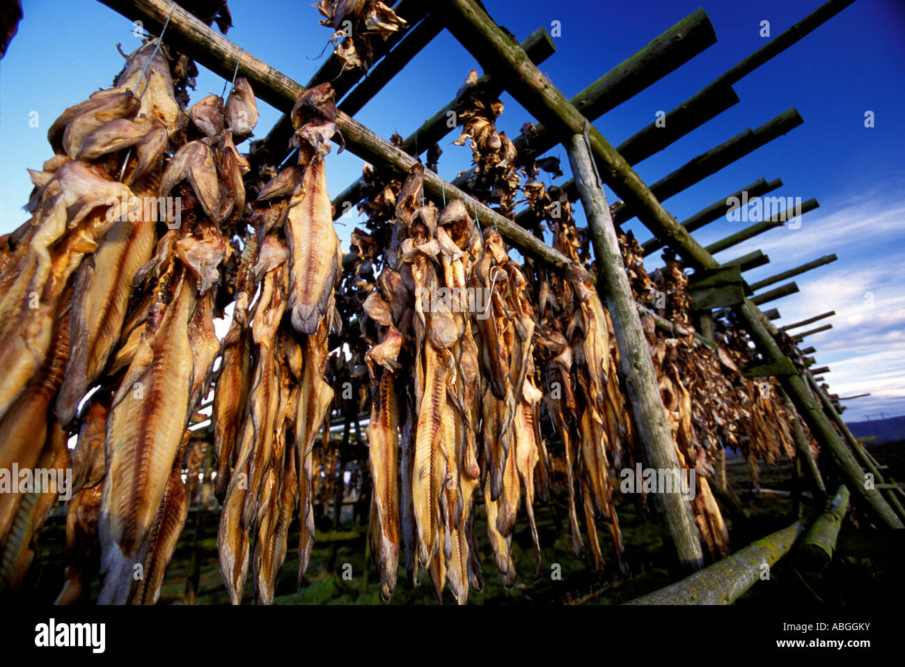 Hardfiskur - Icelandic dried fish Stock Photo