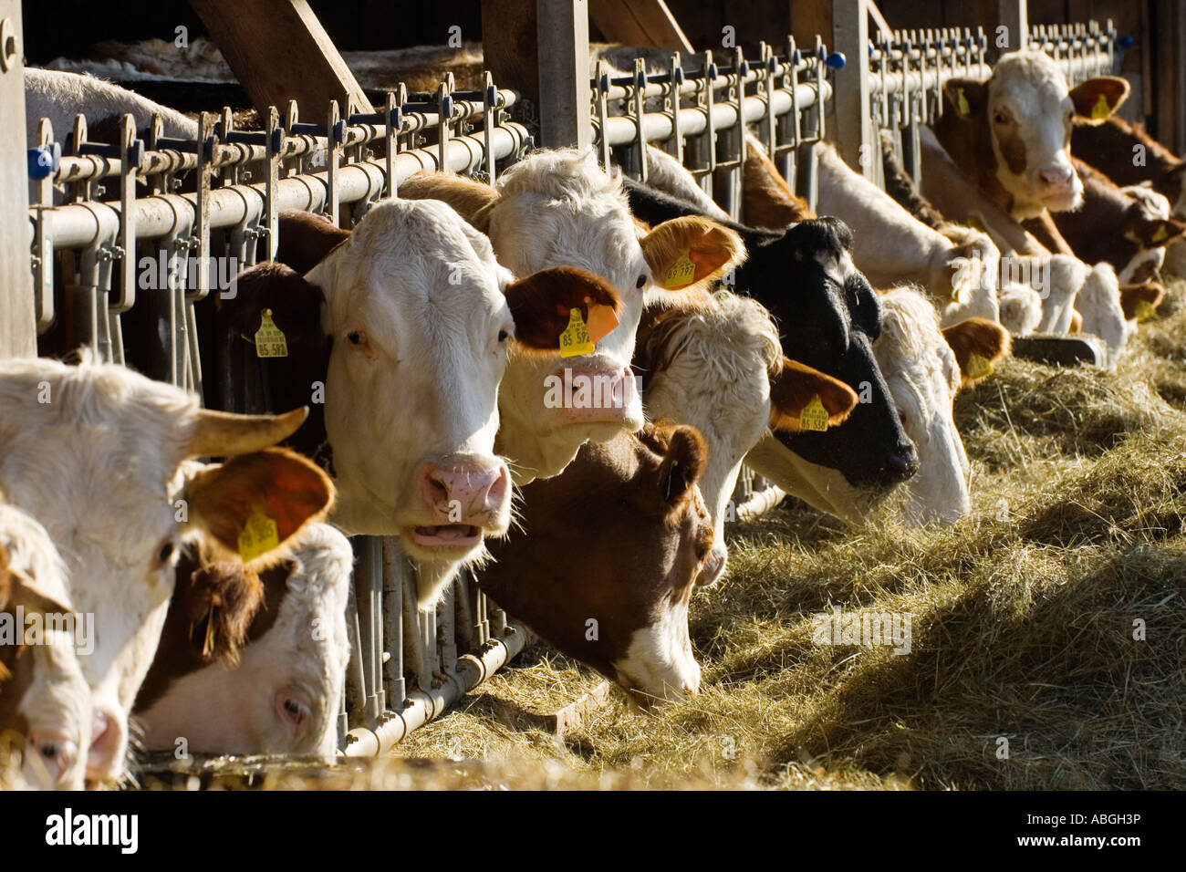 Cows in stable, Upper Bavaria, Germany Stock Photo