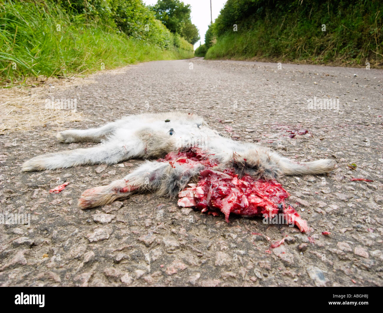 A rabbit that has been run over on a country lane Stock Photo