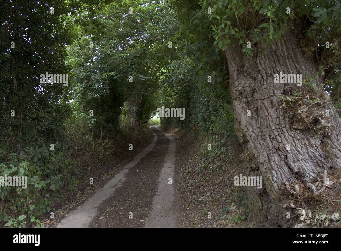 A narrow country lane in England UK Stock Photo - Alamy