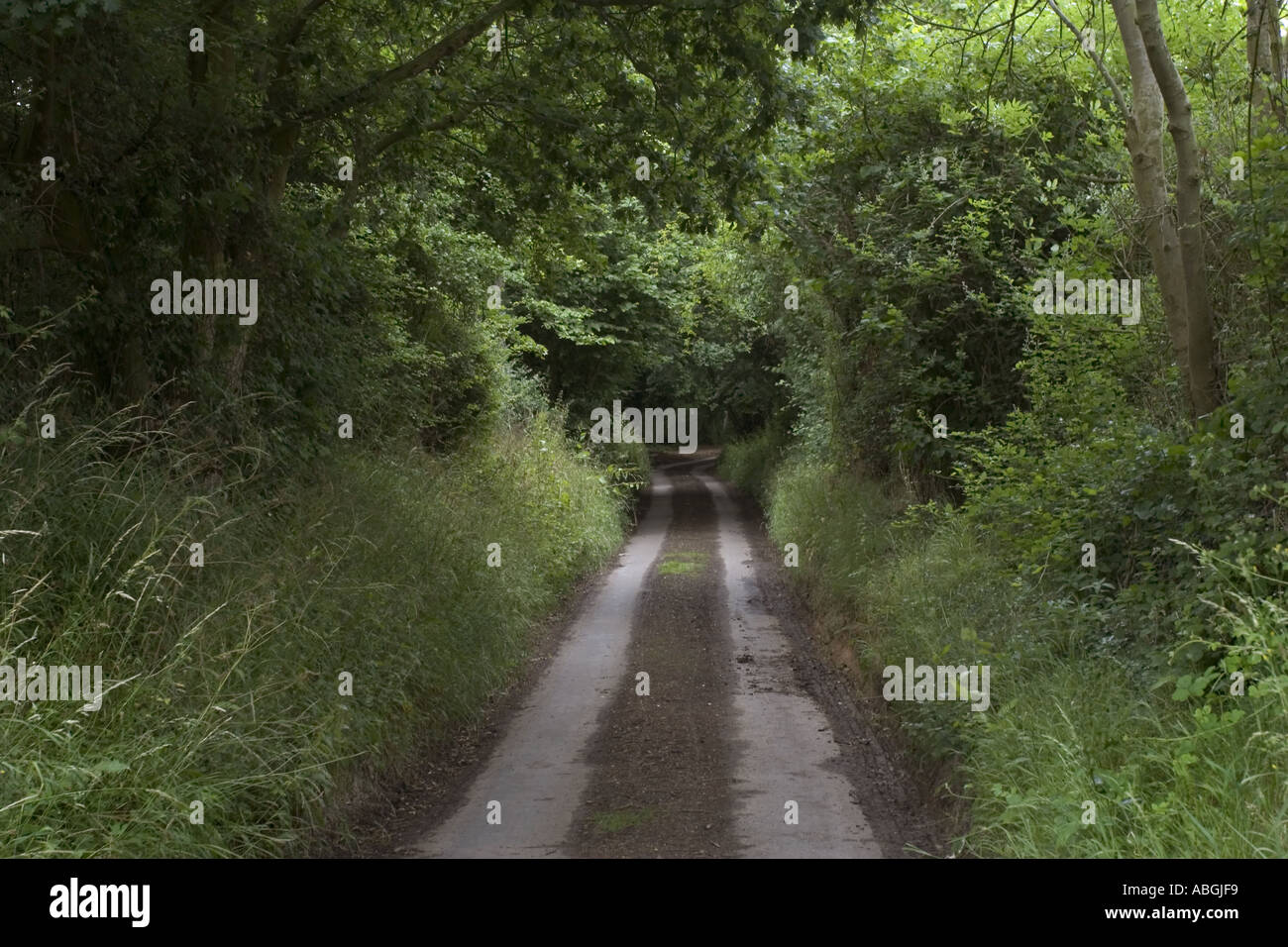 Country lane with overhanging trees hi-res stock photography and images ...