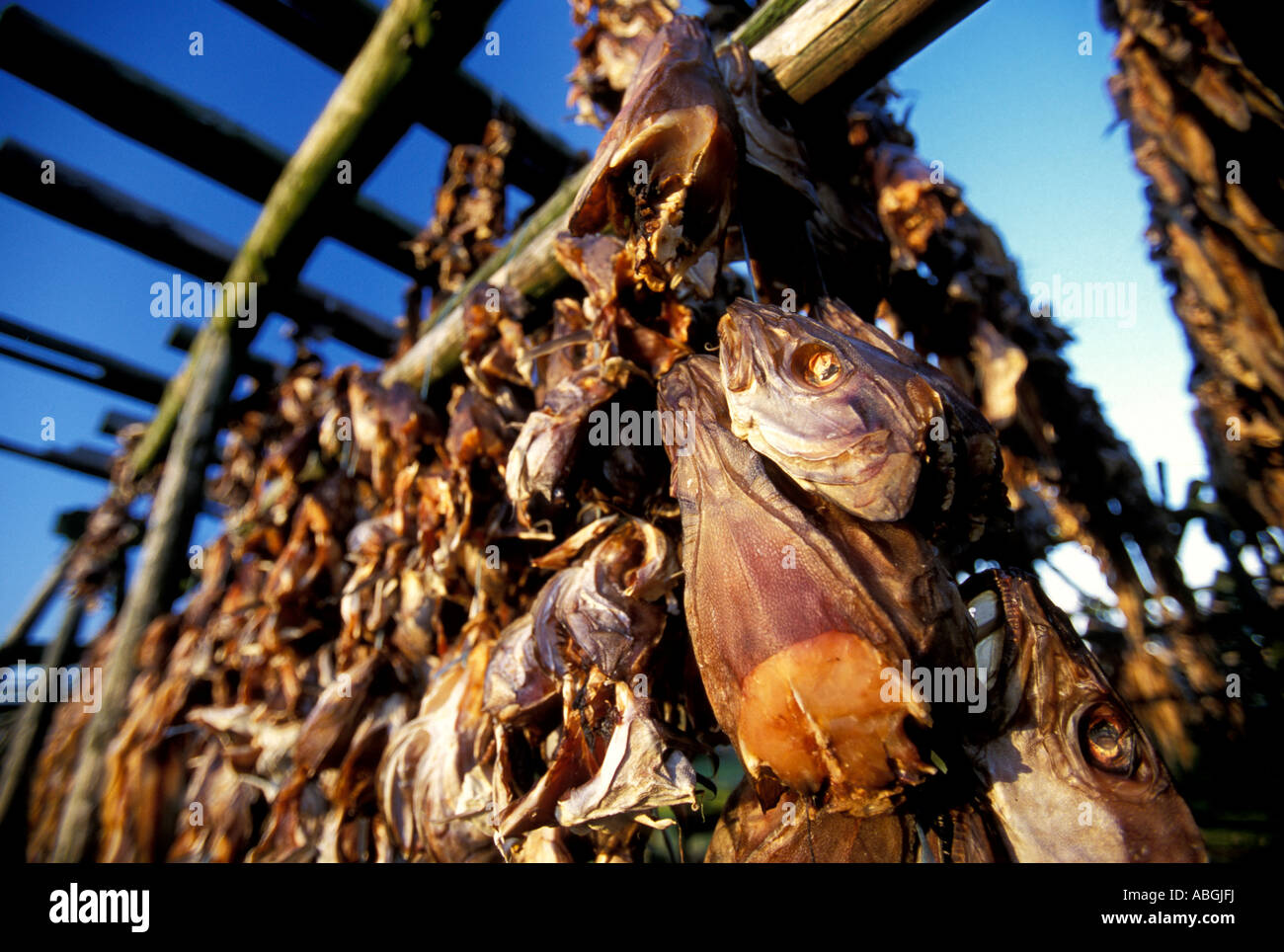 Drying fish to make Harðfiskur in Iceland Stock Photo