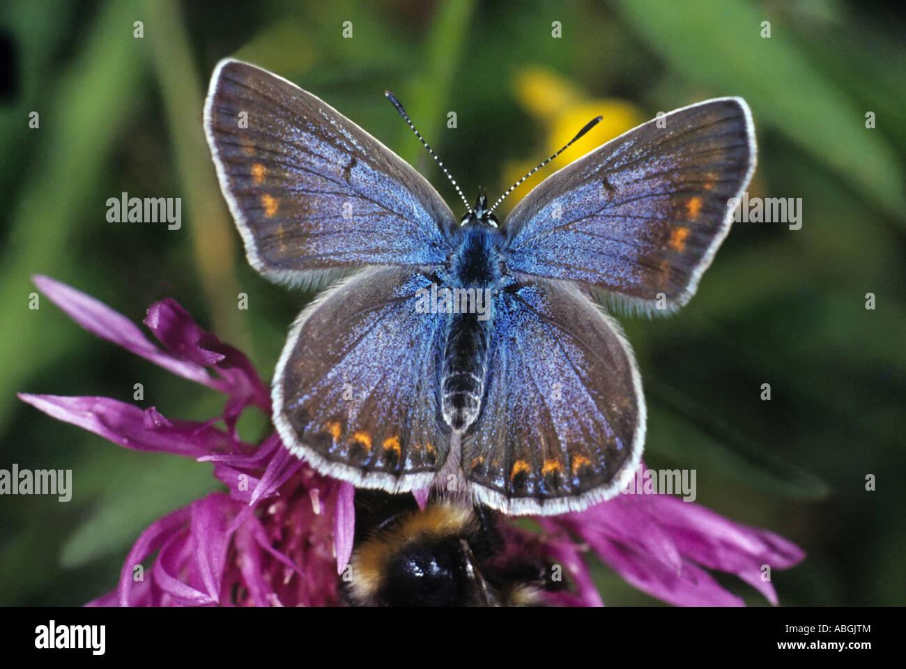 Common Blue (Polyommatus Icarus), Female Stock Photo - Alamy