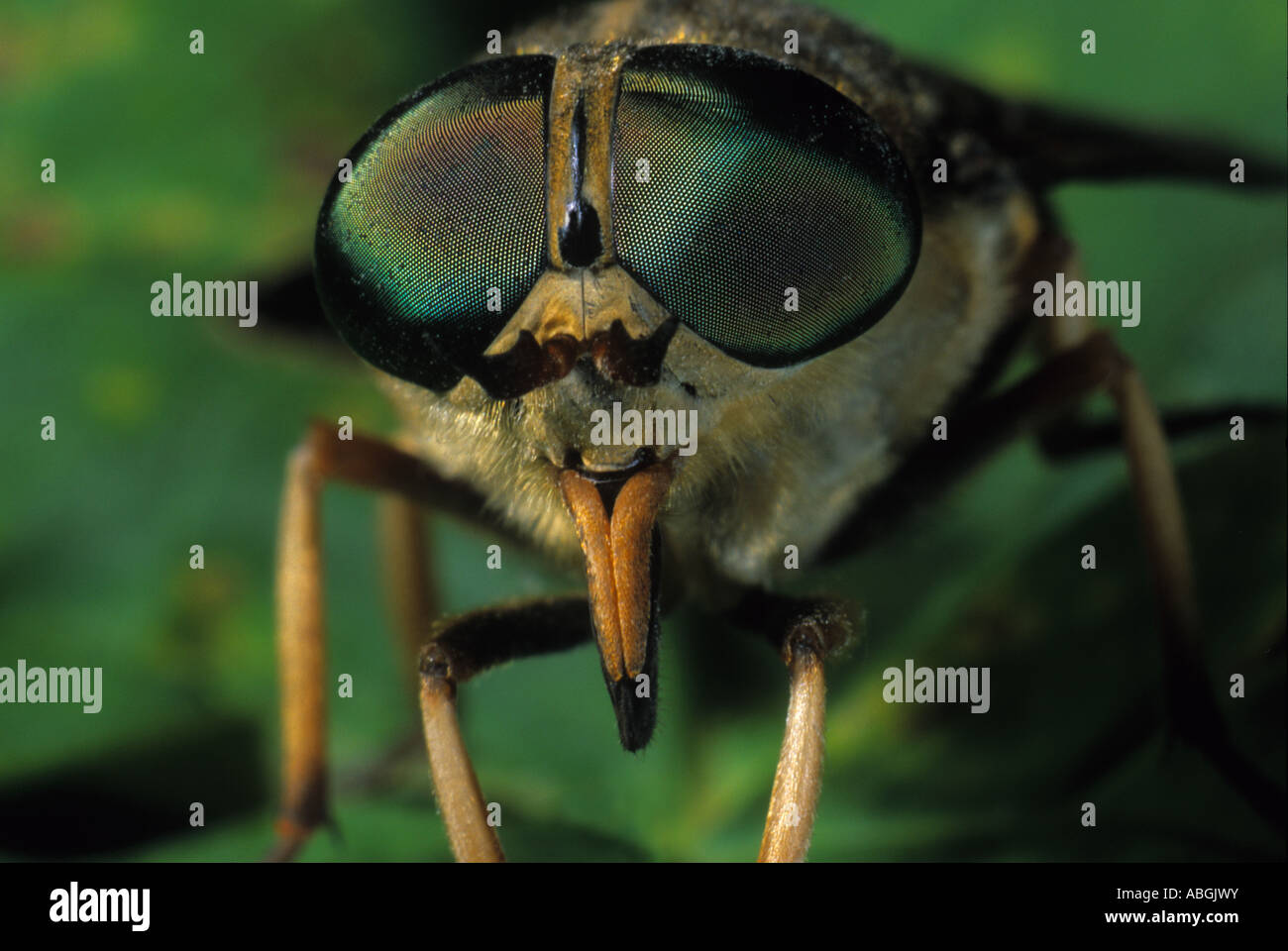 Dark giant horsefly (Tabanus sudeticus) Stock Photo