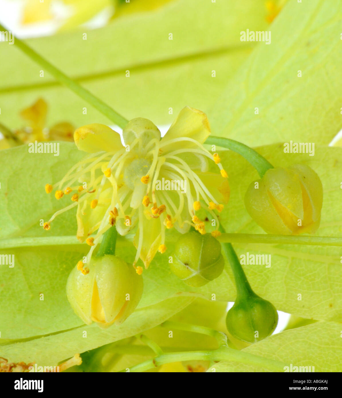 Lime blossom with leaves Stock Photo Alamy