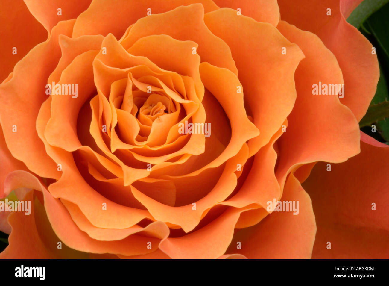 milva rose closeup Stock Photo