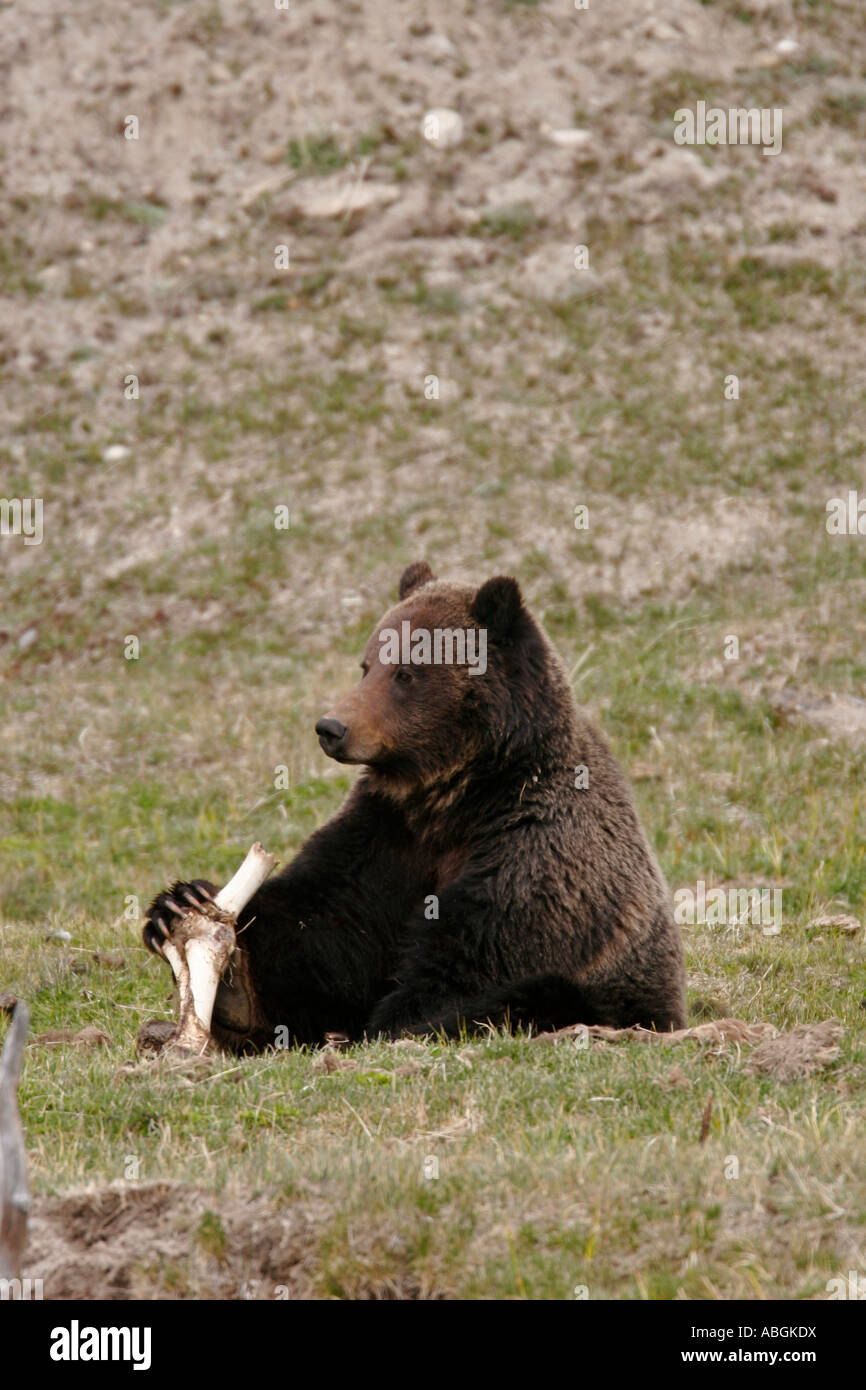 Grizzly bear Yellowstone National Park, Wyoming Stock Photo - Alamy