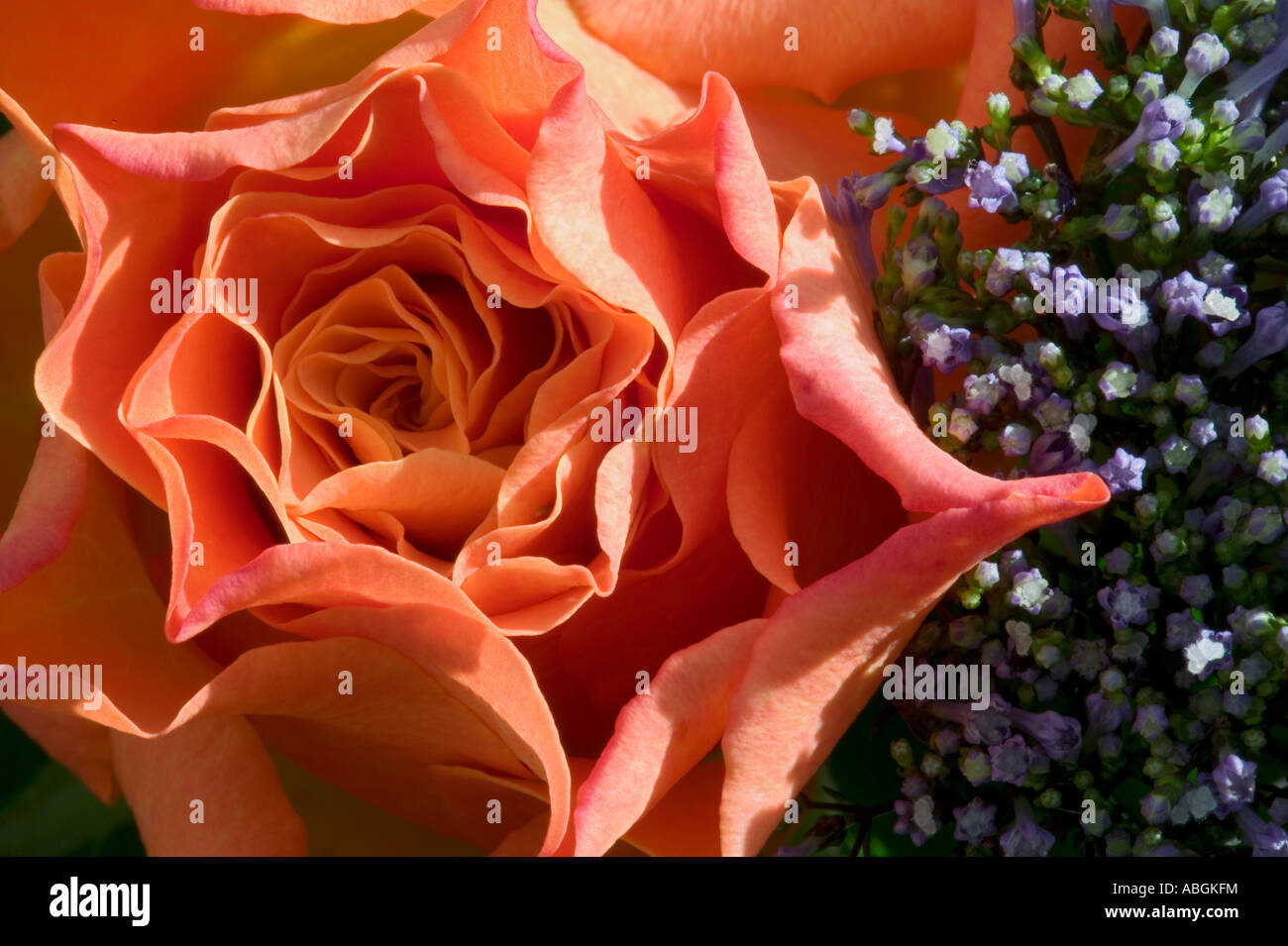 milva rose closeup Stock Photo