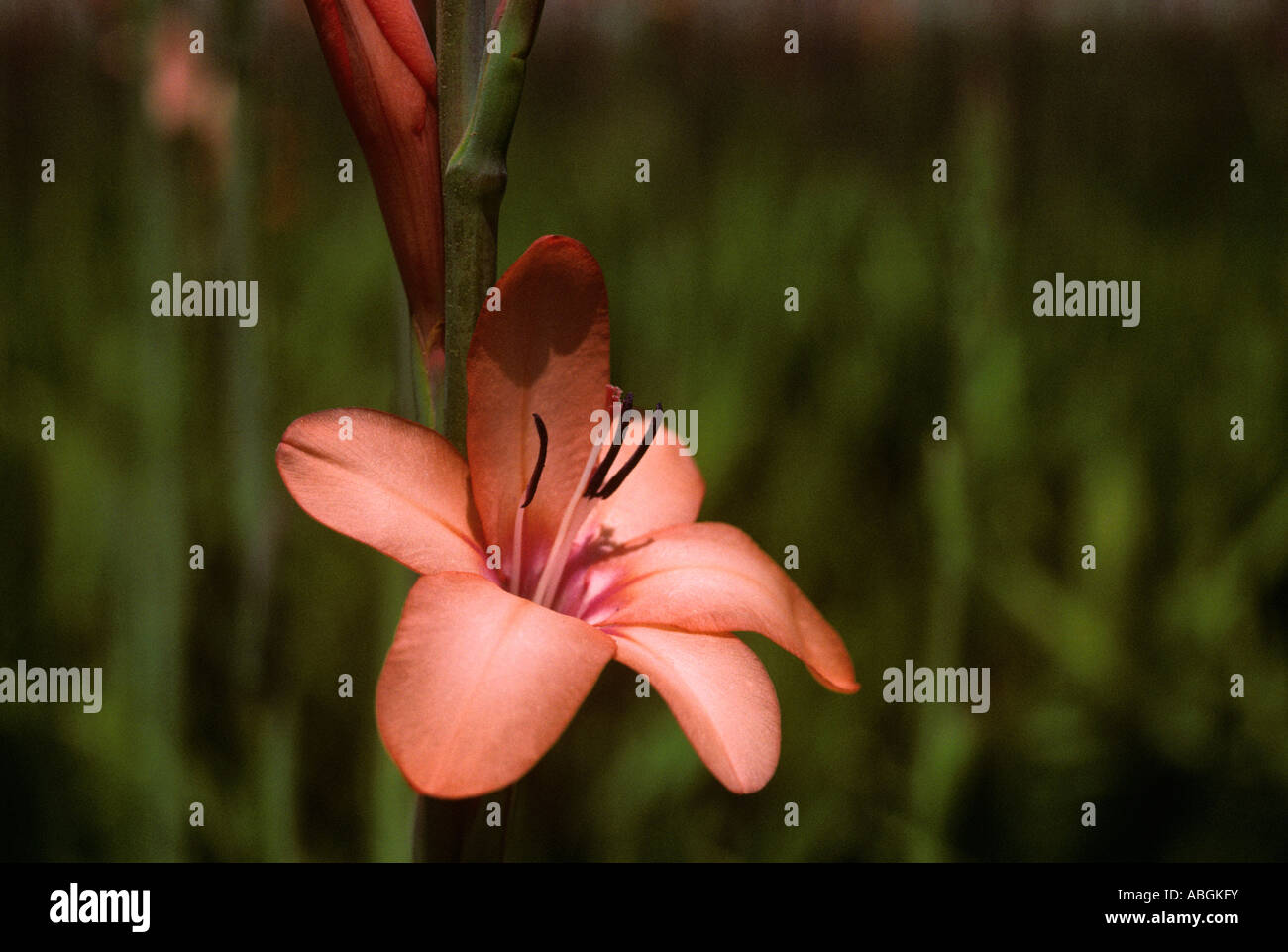 Watsonia Peach Glow. Cultivated flower from bulb Stock Photo