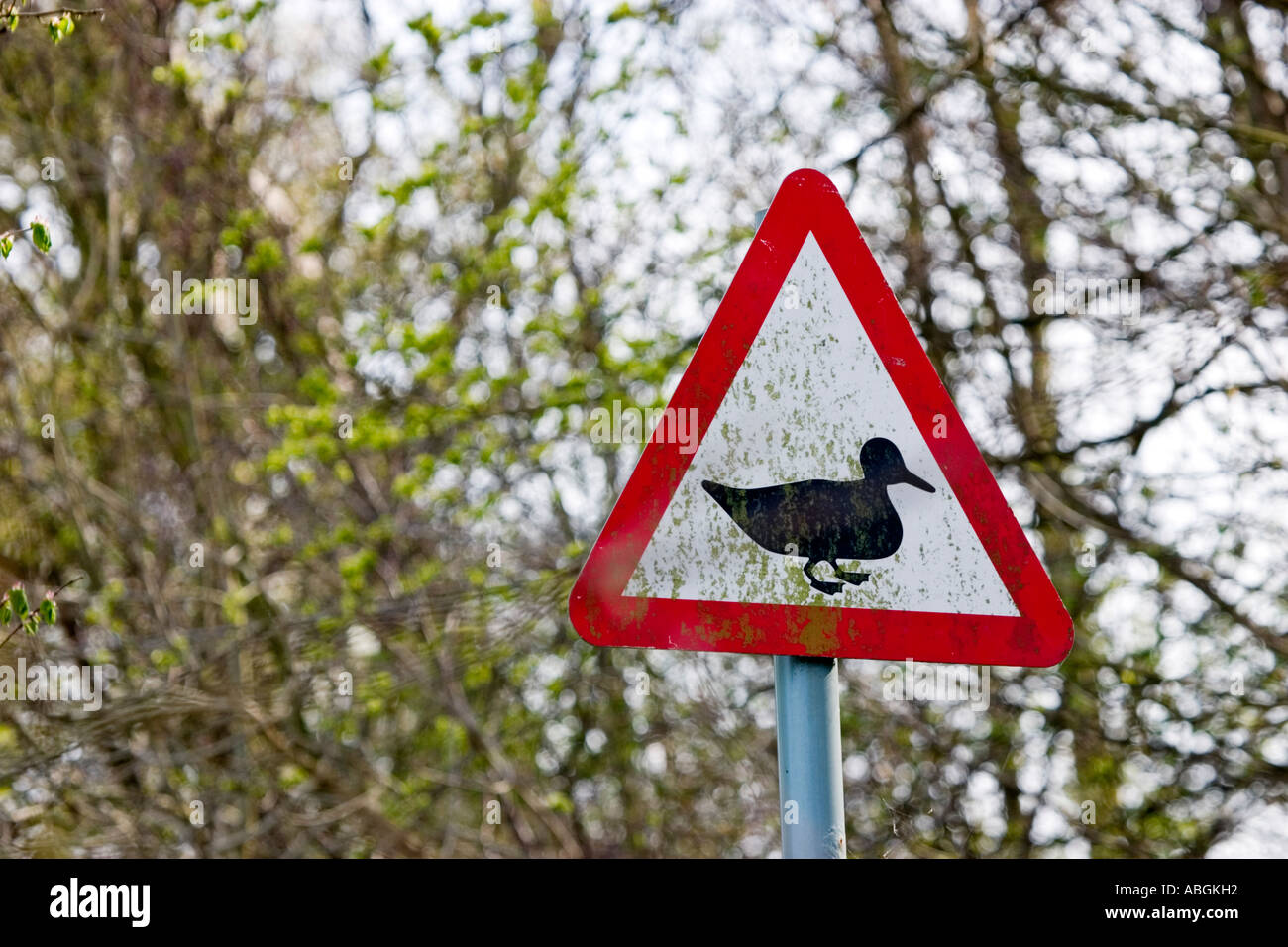 Caution duck crossing road sign Stock Photo - Alamy