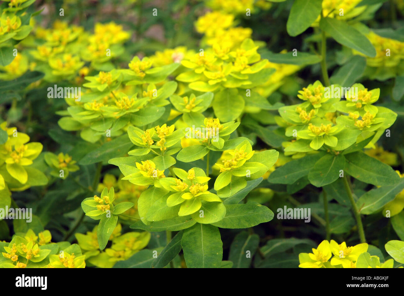 Cushion spurge Euphorbia epithymoides synonym Euphorbia polychroma Stock Photo