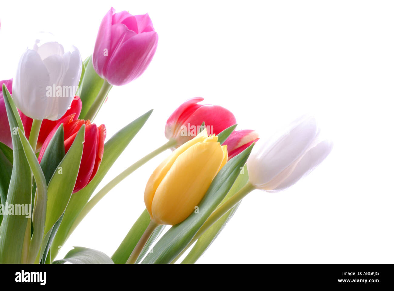 Bunch of tulips in pastel colours Stock Photo