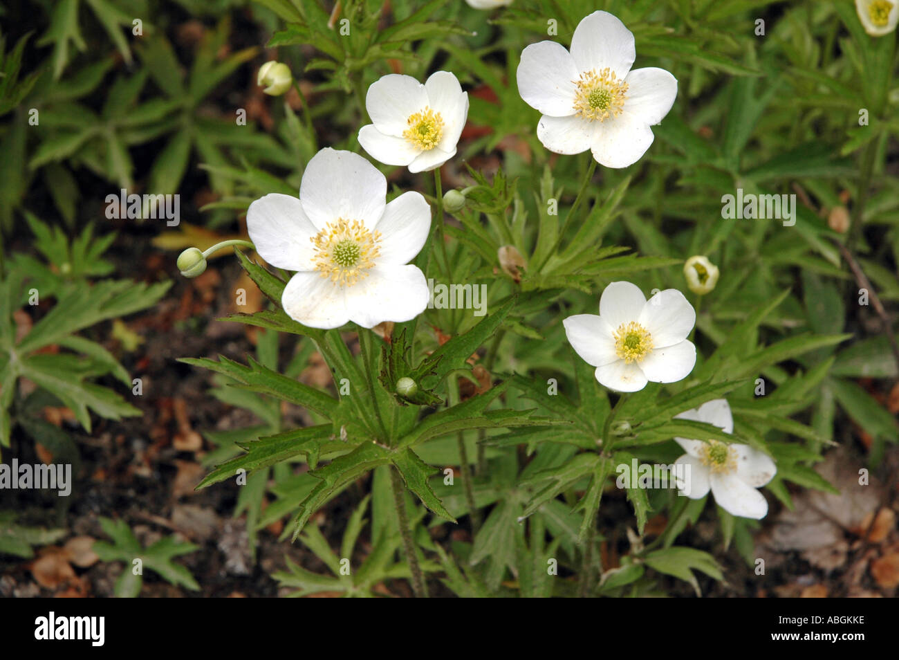 Meadow anemone Anemone canadensis also called Windflower or Mayflower ...