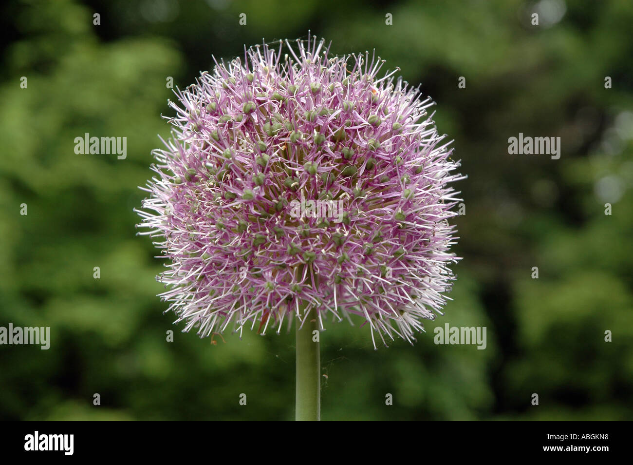 Ornamental Onion Allium stipitatum blooming Stock Photo