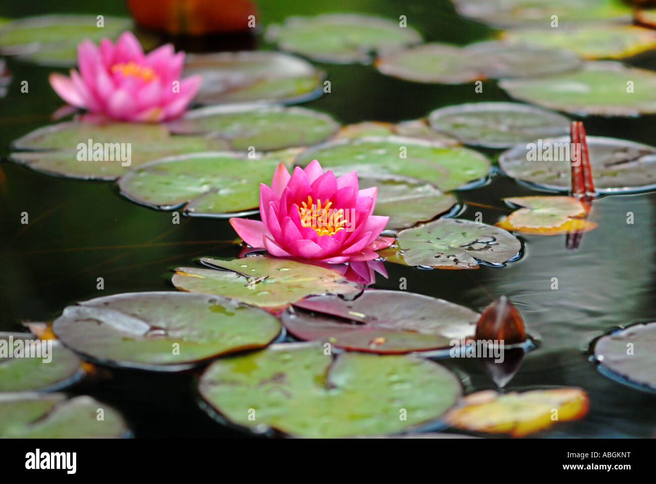 Pink water lilies Stock Photo