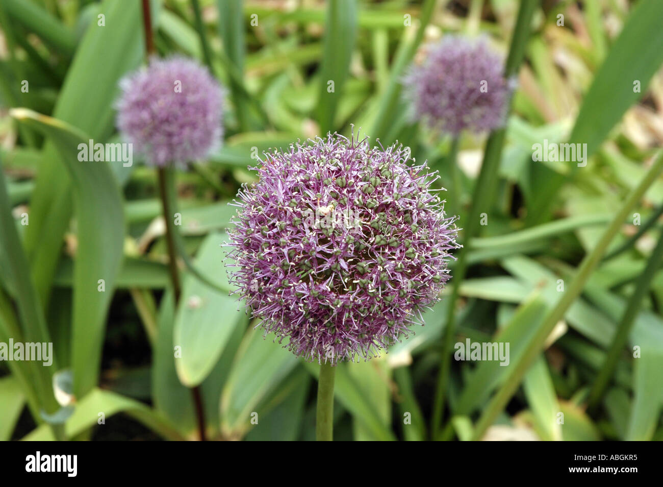 Ornamental Onion Allium stipitatum blooming Stock Photo