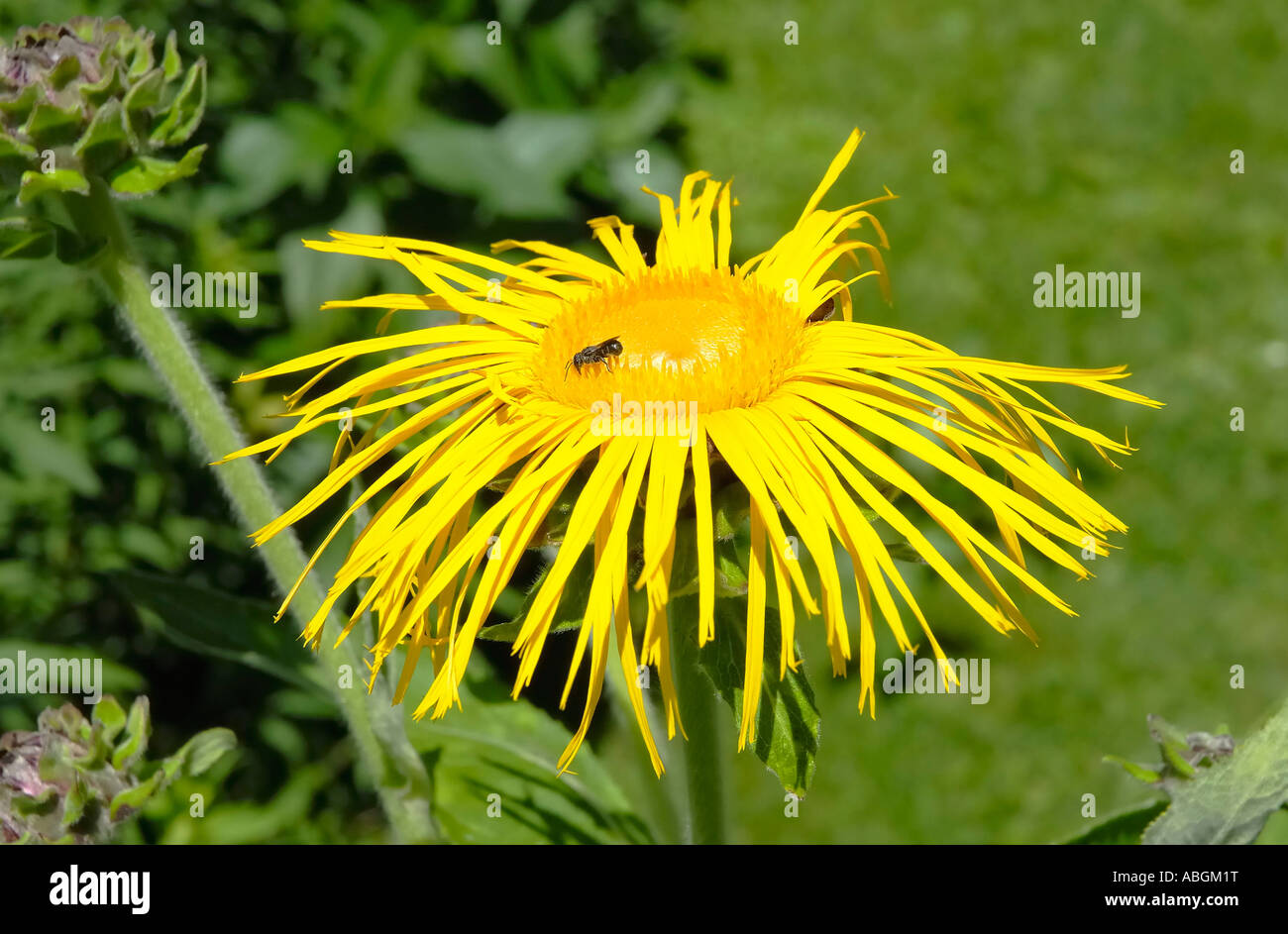 Flower of Inula helenium, Compositacea with solitary bee Stock Photo
