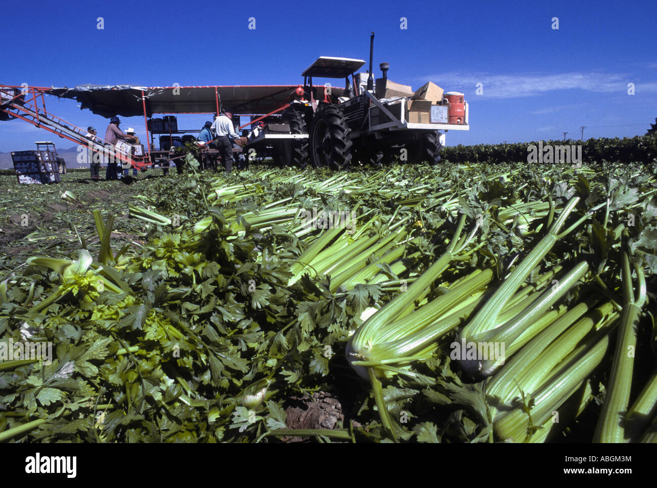 Fresh California celery on ground after harvest with field equipment