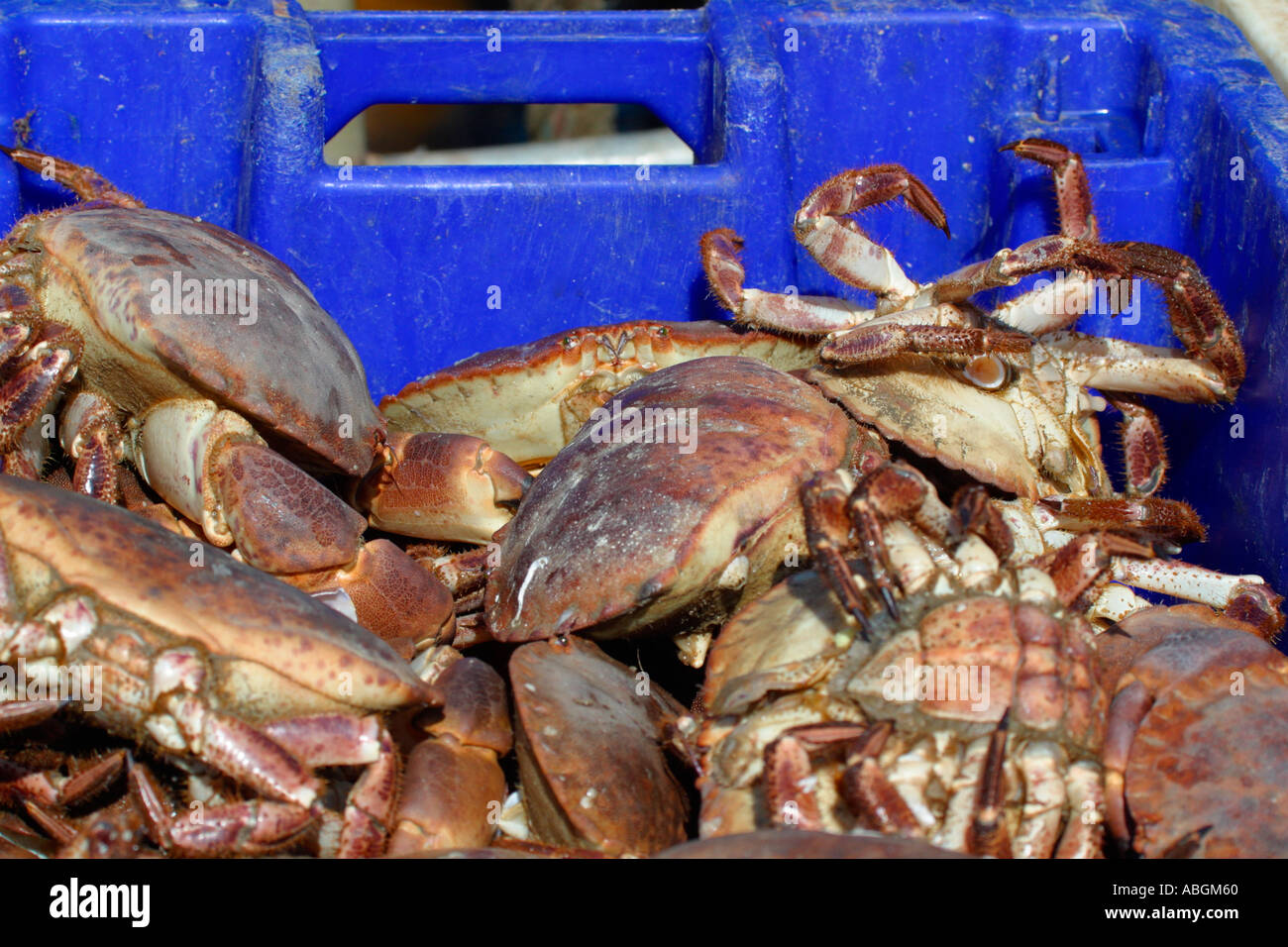 Crabs crab crabmeat freshly caught seafood sea food outdoors in sunshine Kilmore harbour County Wexford Ireland Europe EU Stock Photo