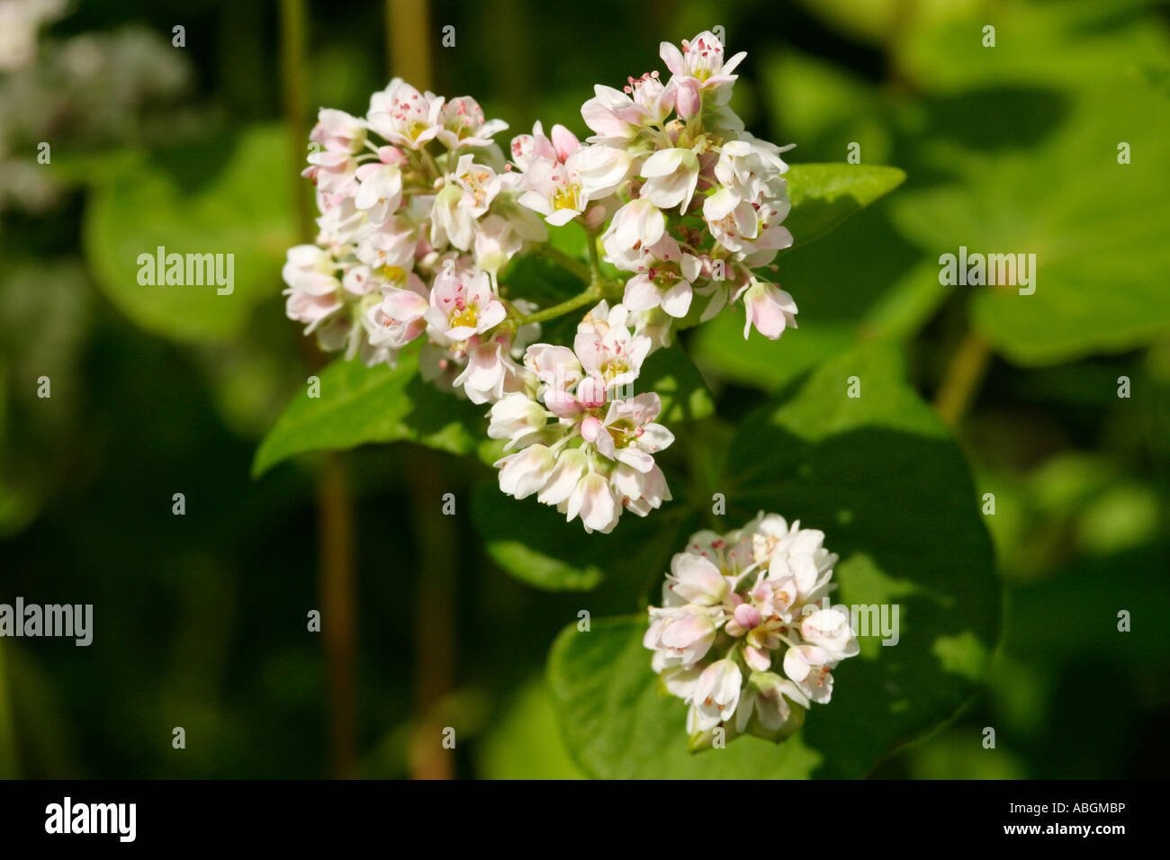 Common buckwheat, Fagopyrum esculentum Stock Photo Alamy