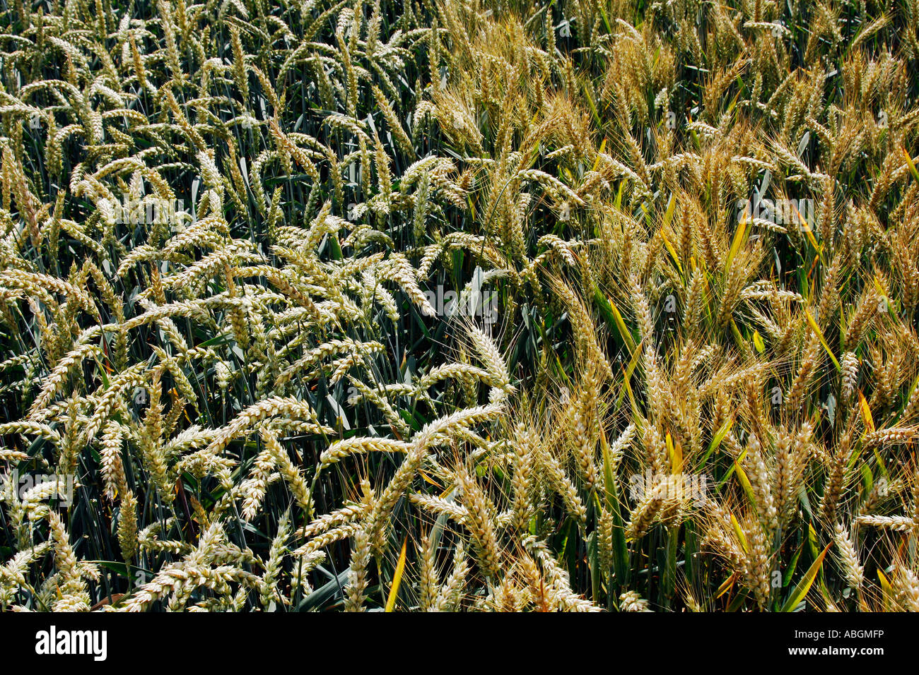 Almost ripe spikes of wheat (left) and rye (right) Stock Photo