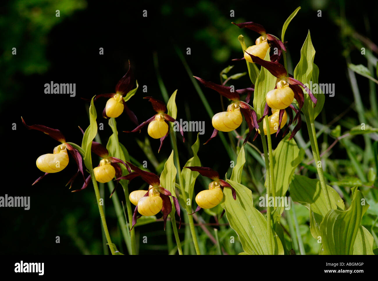 Lady's Slipper orchids, Cypripedium calceolus Stock Photo
