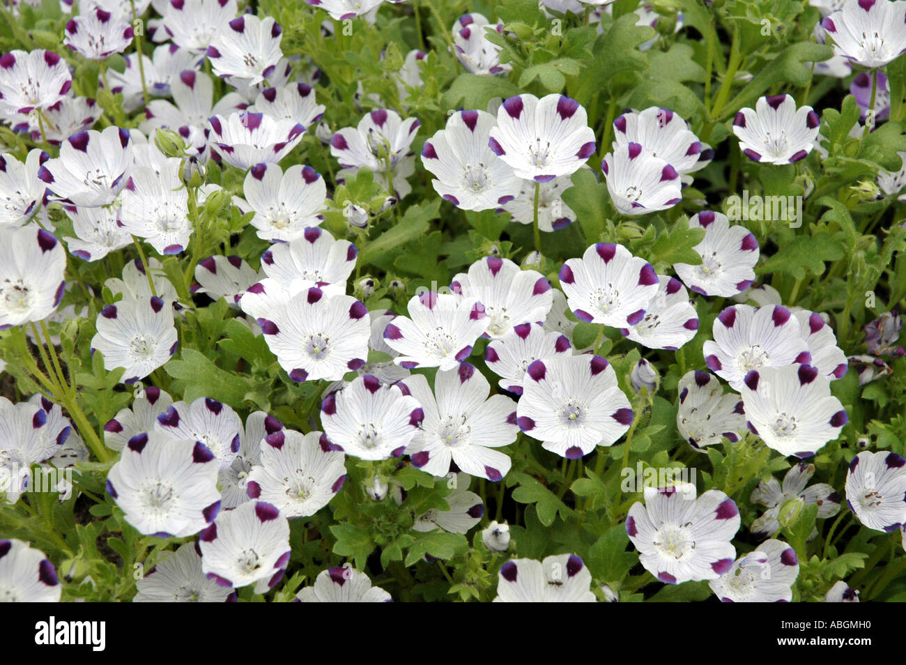 Five Spot Nemophila Maculata Flowers Also Called Baby Blue Eyes Stock Photo Alamy