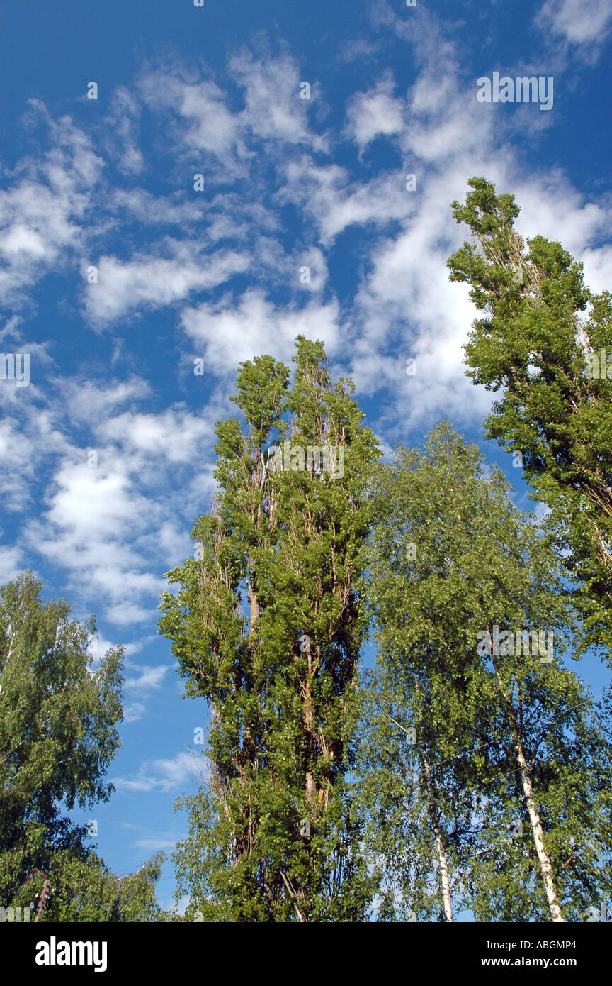 Tall high poplar trees hi-res stock photography and images - Alamy