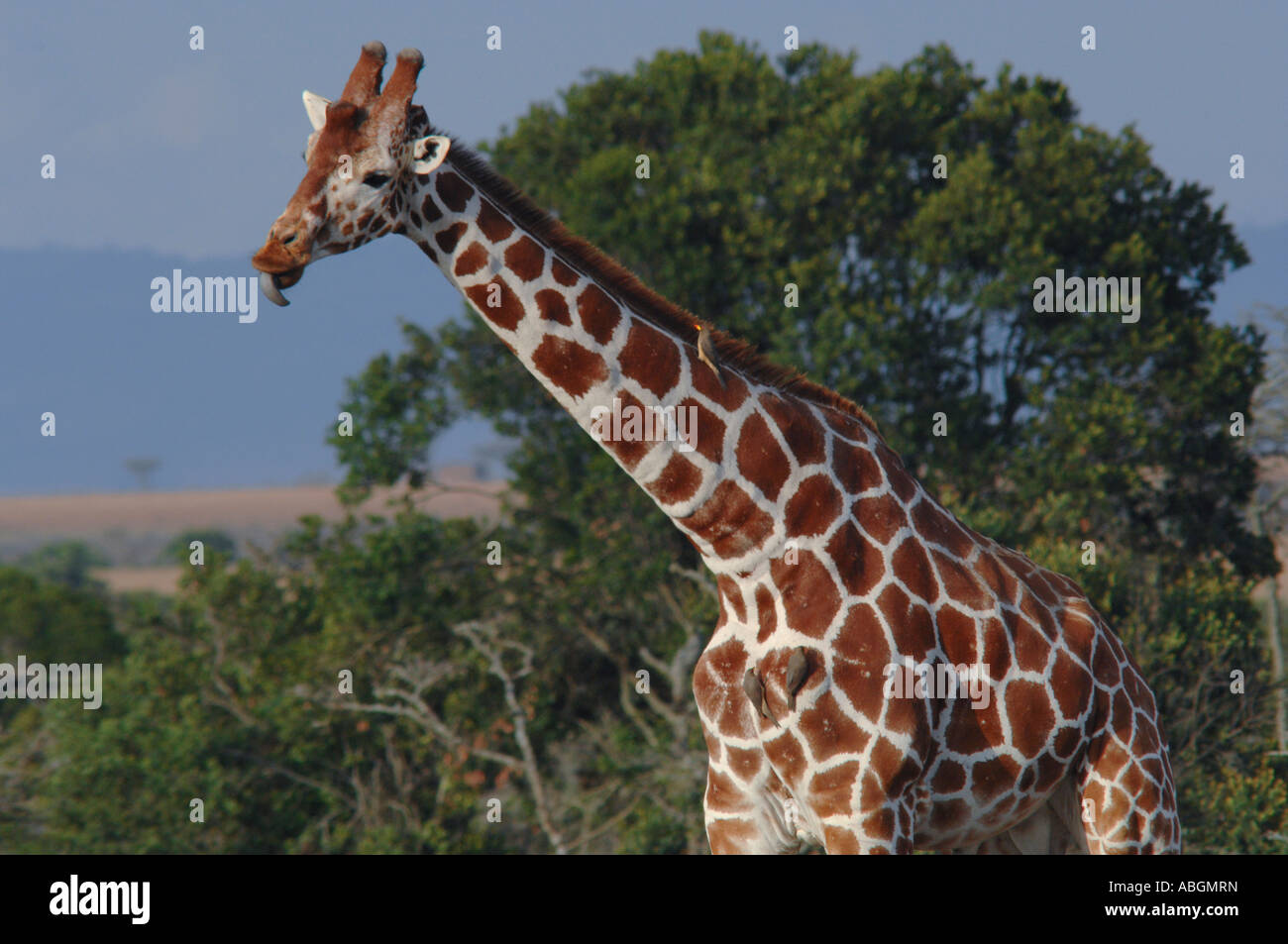 Somali Giraffe (Giraffa camelopardalis reticulata) Samburu national park, Kenya, Africa Stock Photo
