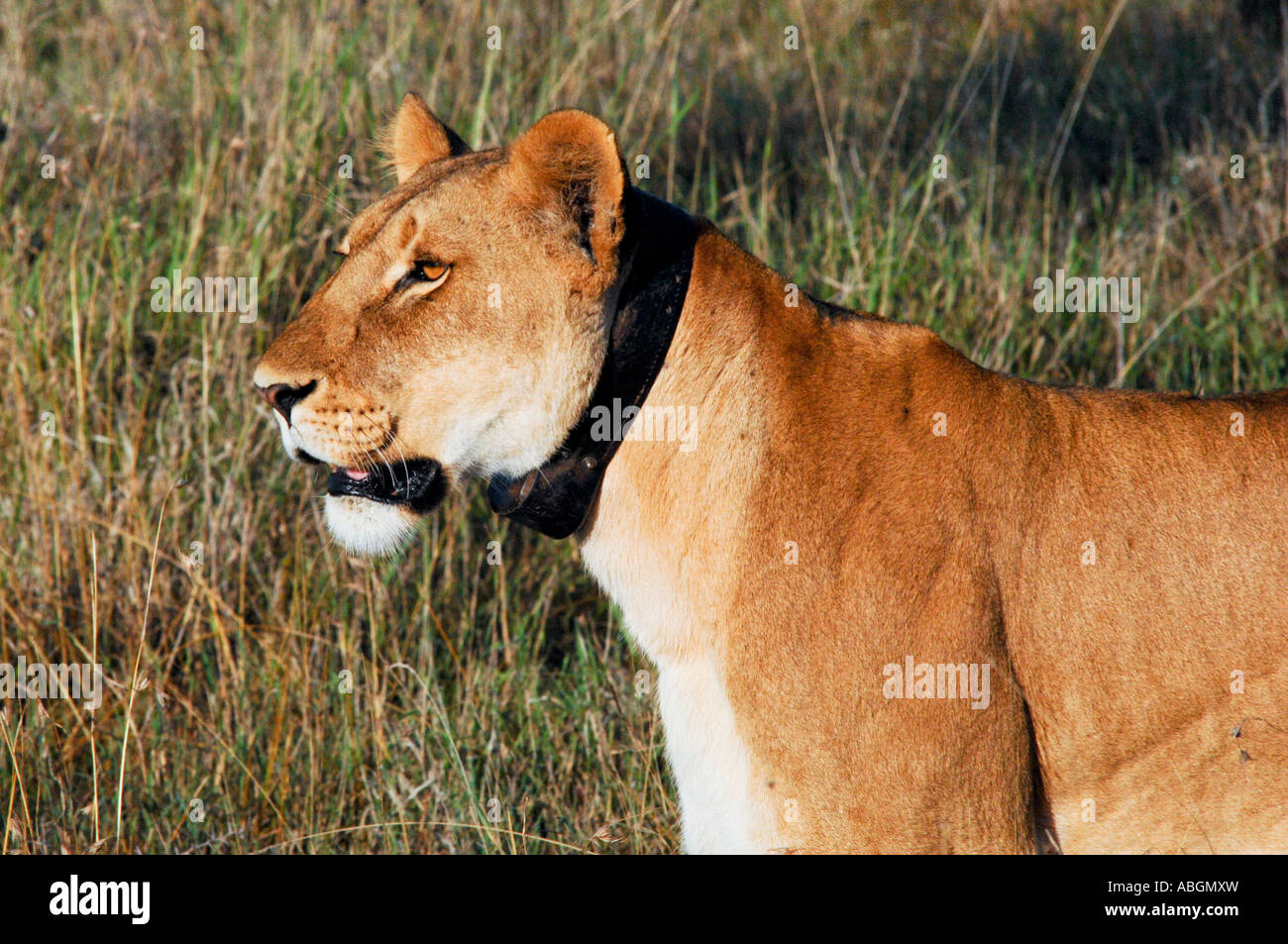 Lioness (panthera leo) with tracking device, Masai Mara, Kenya, Africa Stock Photo