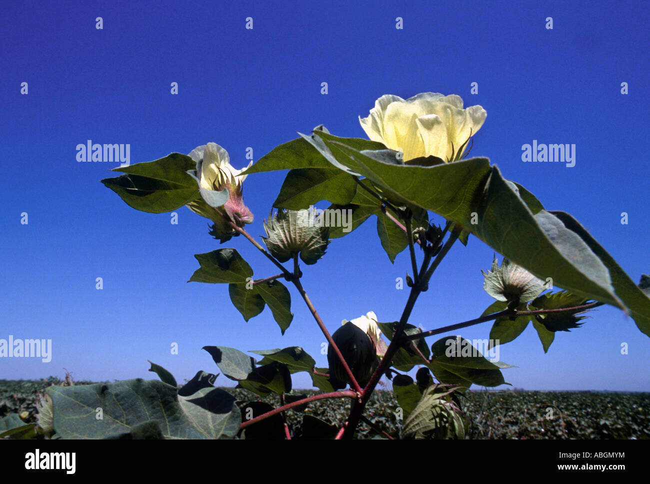 California cotton blossom Stock Photo Alamy