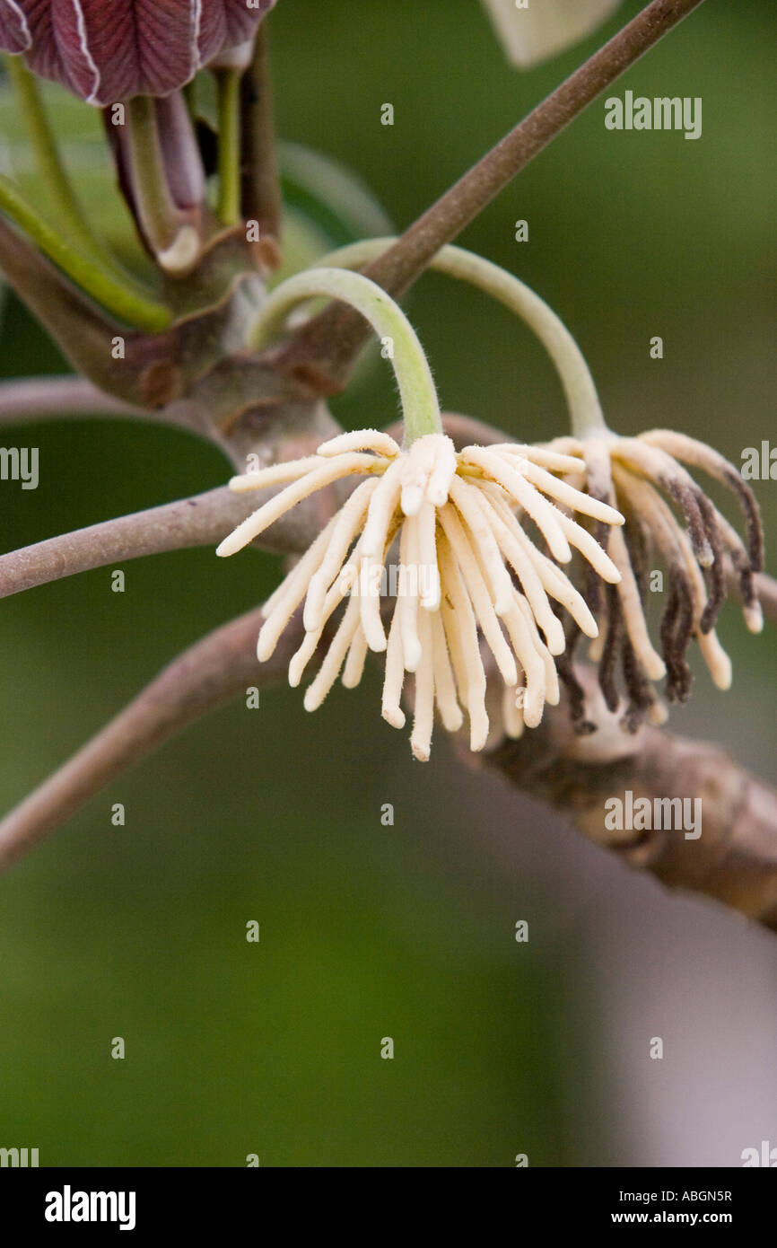 Guarumo close up. Cecropia sp tree from Panama, Central America Stock Photo