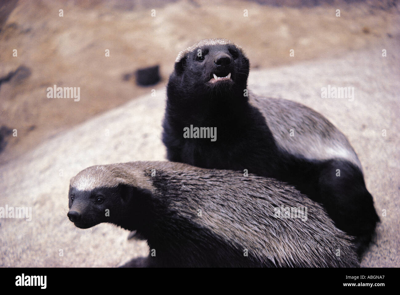 Ratels hires stock photography and images Alamy