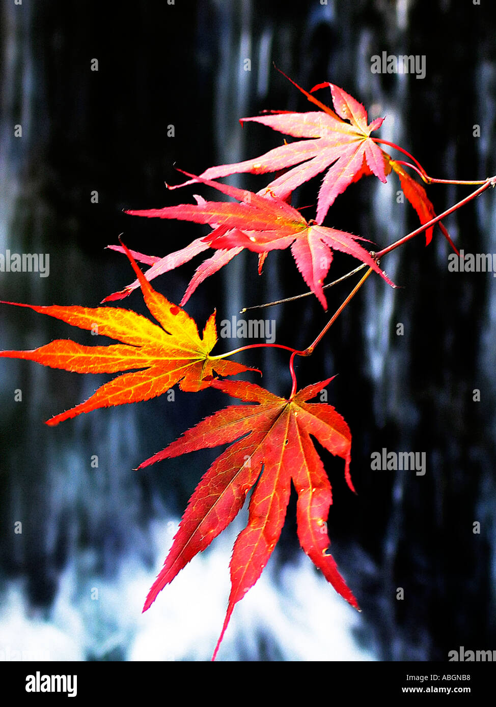 Acer with waterfall in the background. Stock Photo