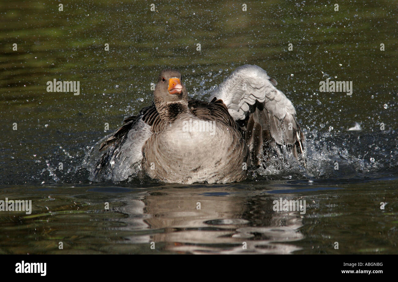 Greylag Goose cleaning Stock Photo Alamy