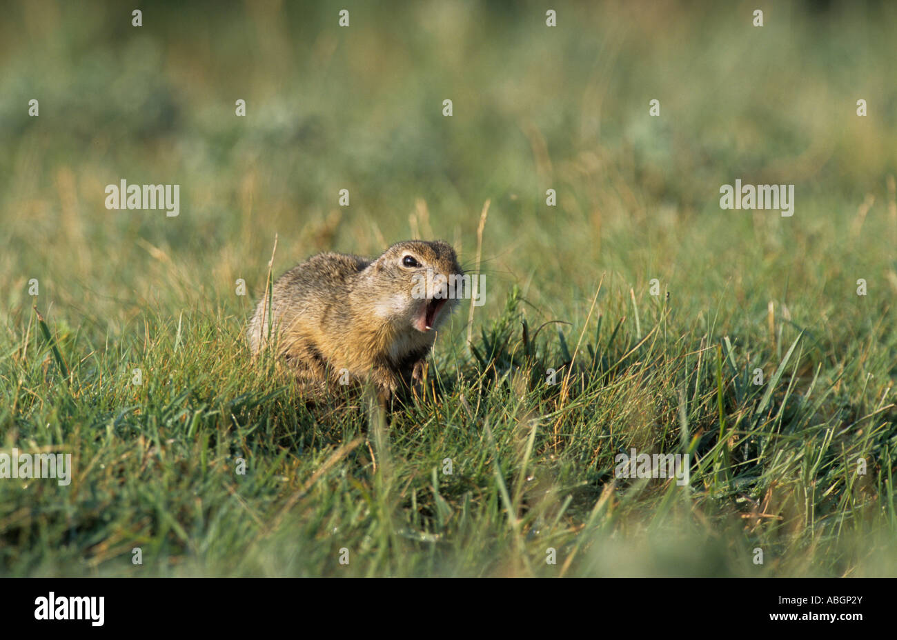 European Ground Squirrel, European Suslik, European Souslik (Citellus citellus, Spermophilus citellus), calling. Stock Photo