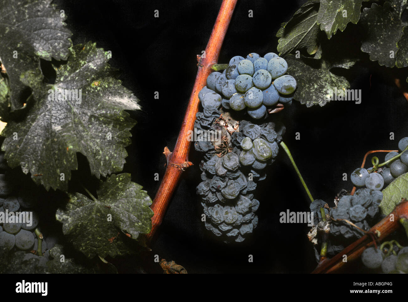 Grapes with Botrysis disease Stock Photo Alamy