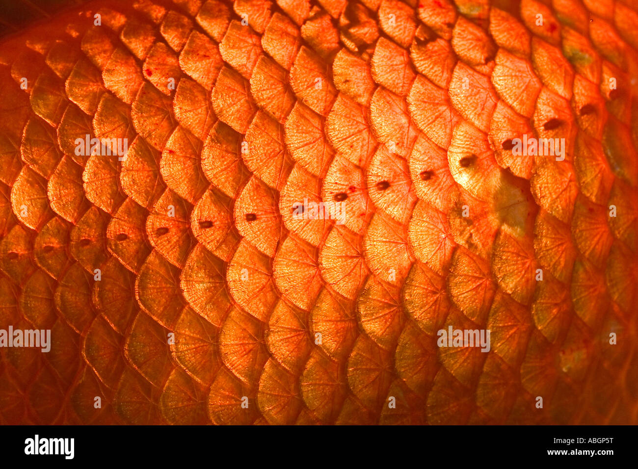 Fish scales close up hires stock photography and images Alamy