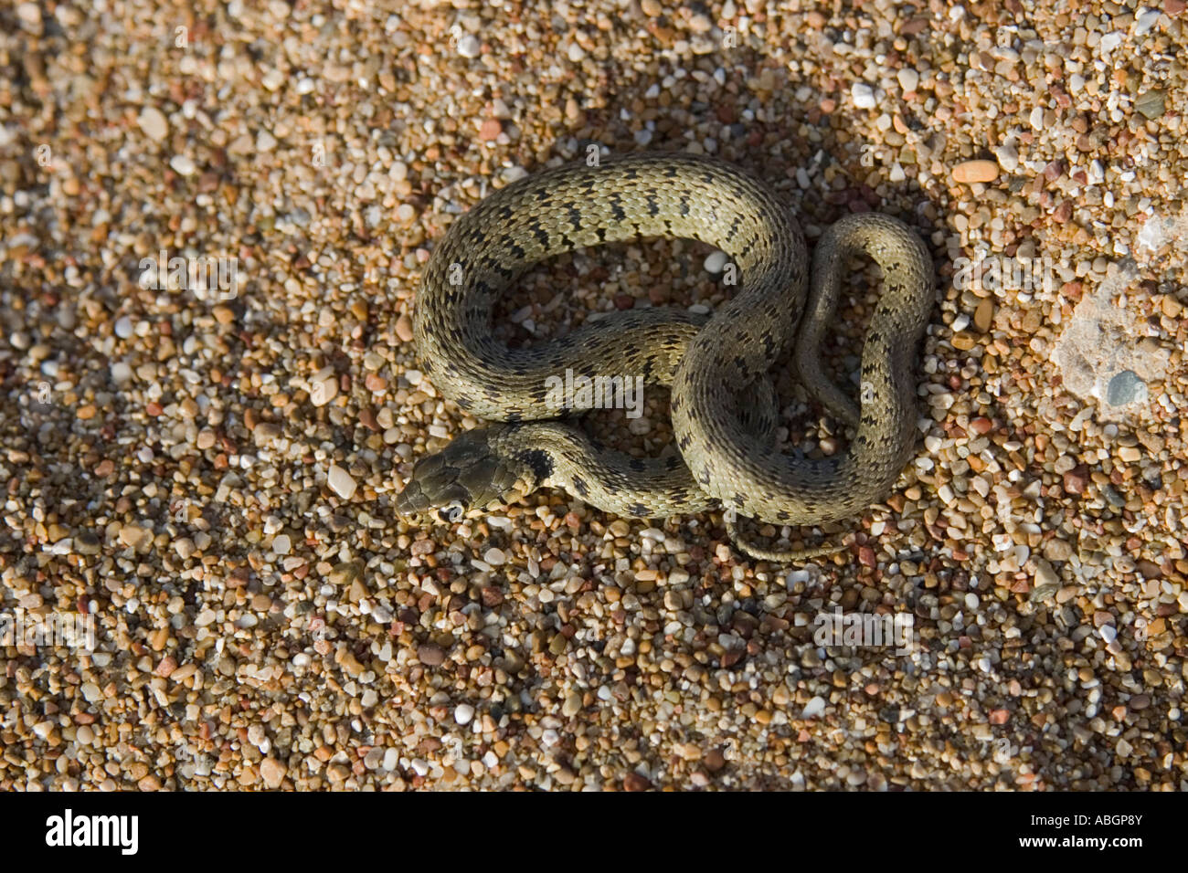 Young Ringed Snake on sand, Greece Natrix natrix Stock Photo