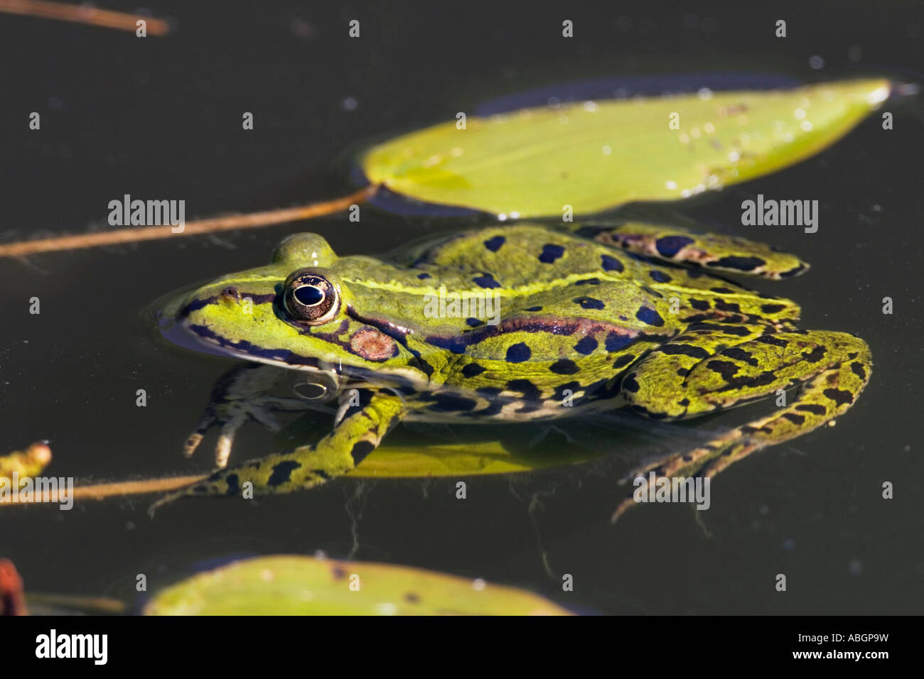 Aquatic Frog in pond, Rana esculenta, Bavaria, Germany Stock Photo