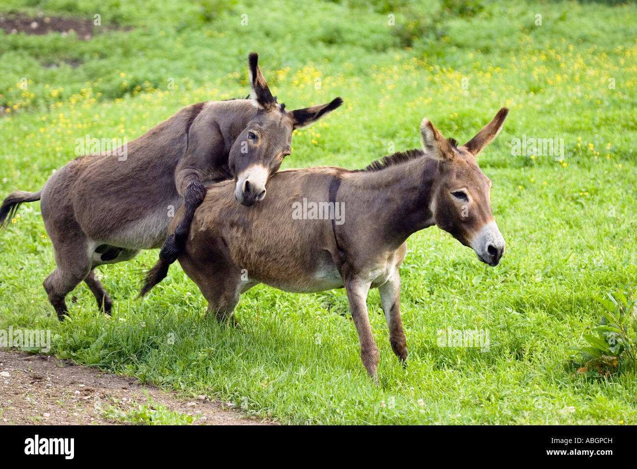 Donkeys, pair mating, Equus asinus, Germany Stock Photo