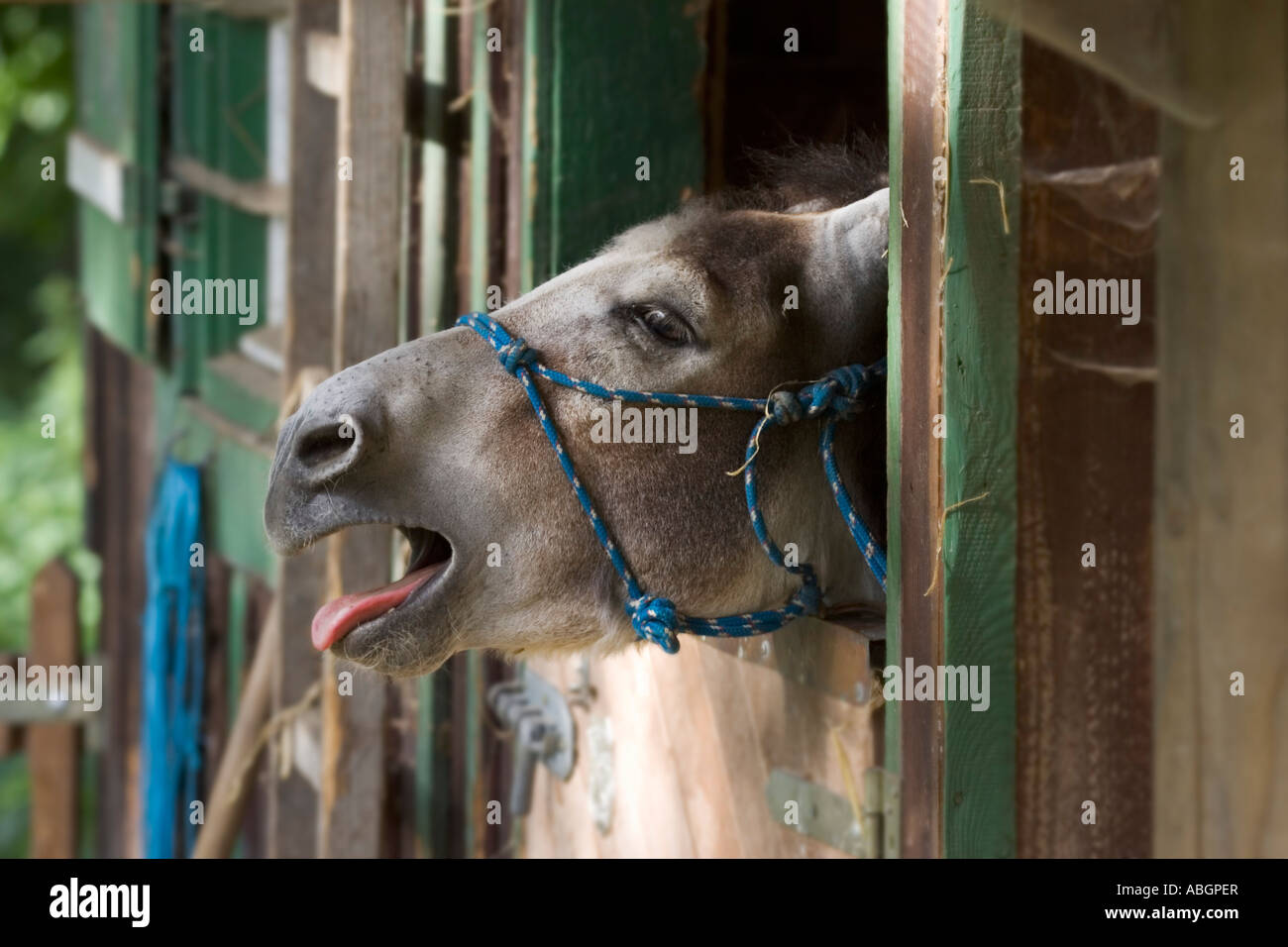 Donkey in stable calling Equus asinus Qermany Stock Photo