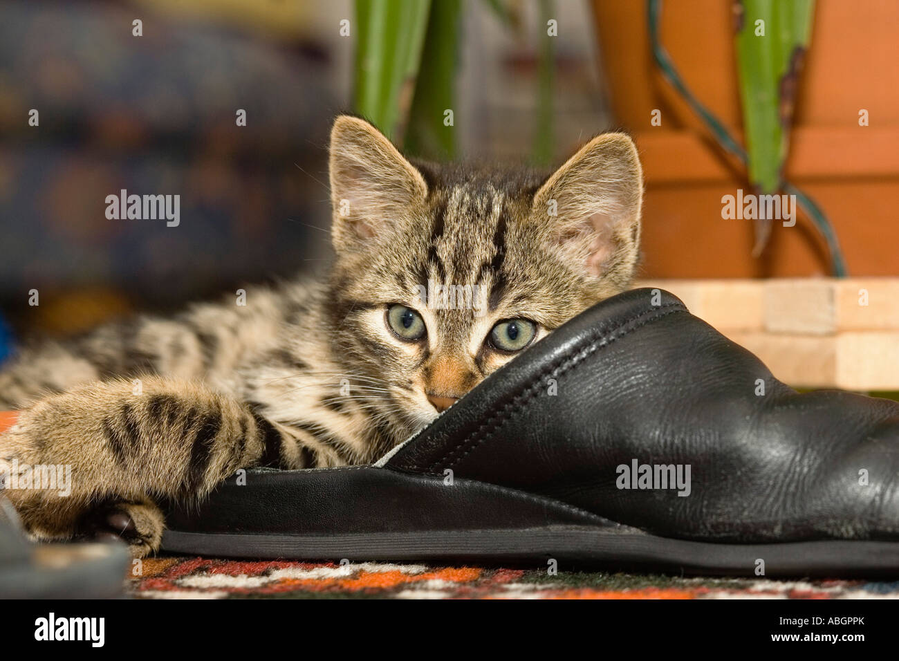 Young domestic cat in shoe Stock Photo Alamy