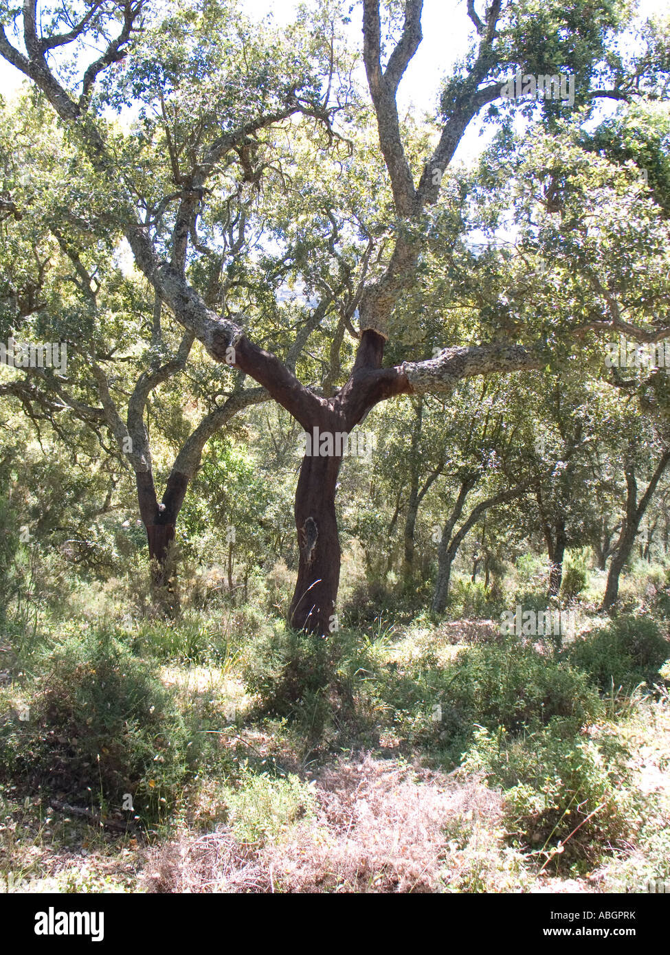 Cork trees with the bark peeled in Andalucia Spain Stock Photo - Alamy