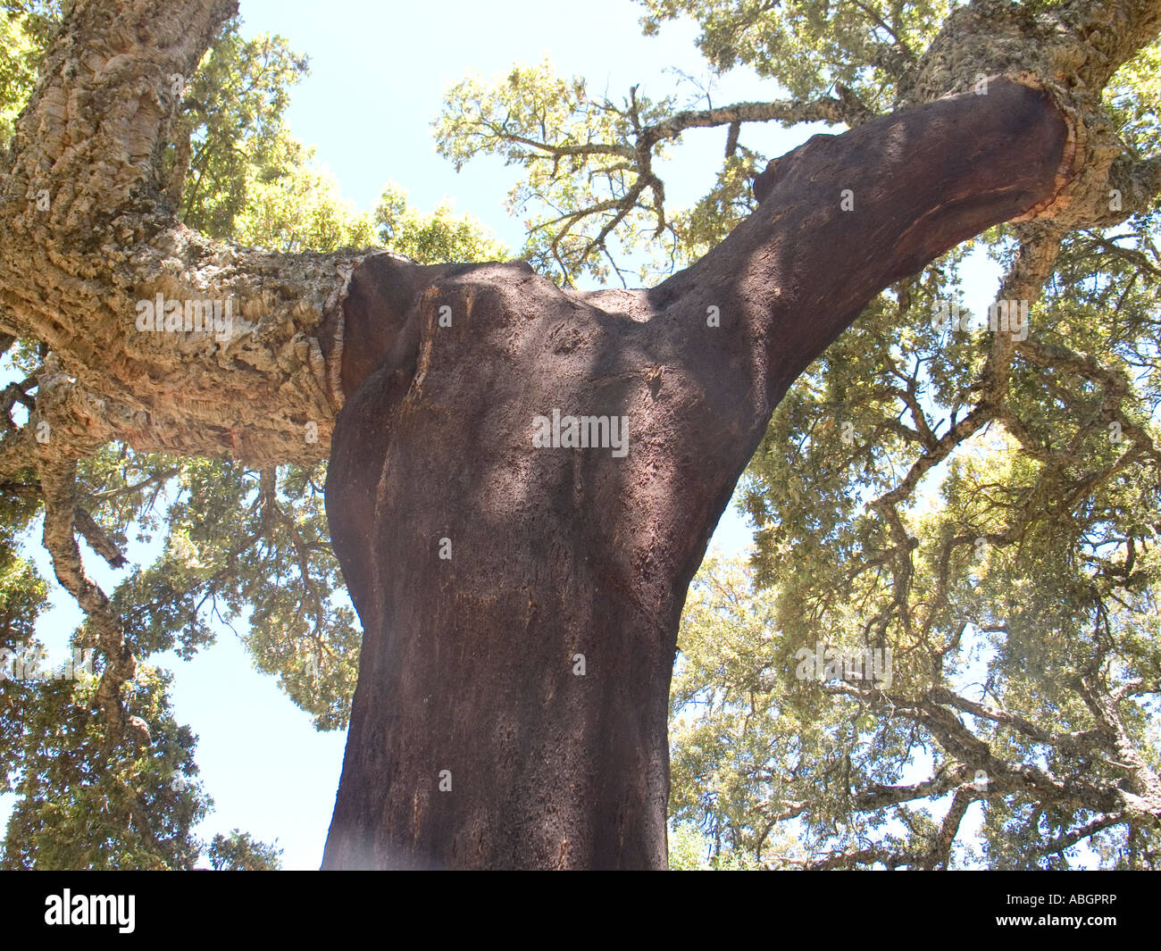 Cork trees with the bark peeled in Andalucia Spain Stock Photo Alamy