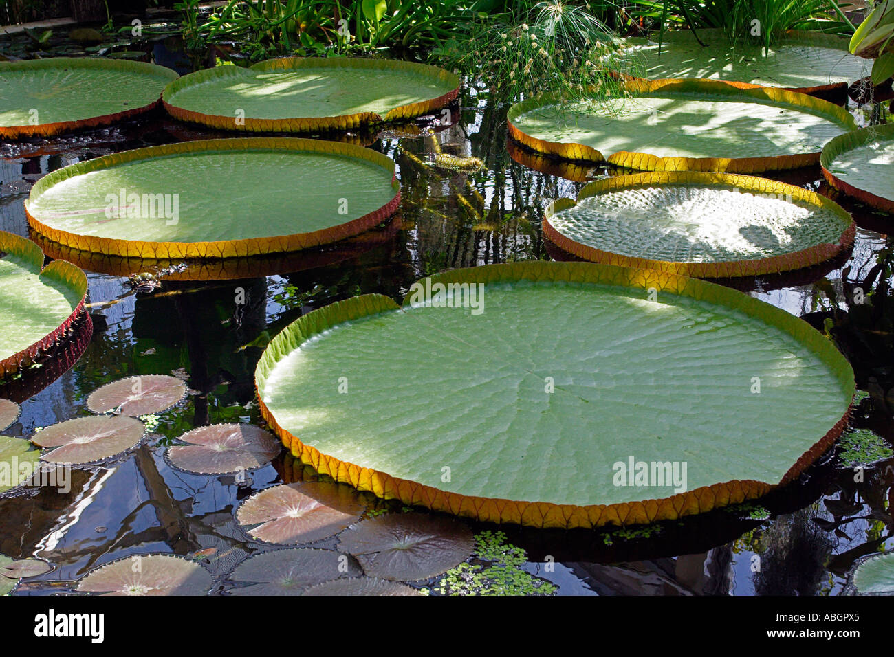 Giant Water Lilies Stock Photo