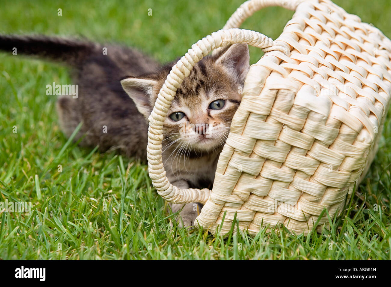 Young cat playing with basket Stock Photo Alamy