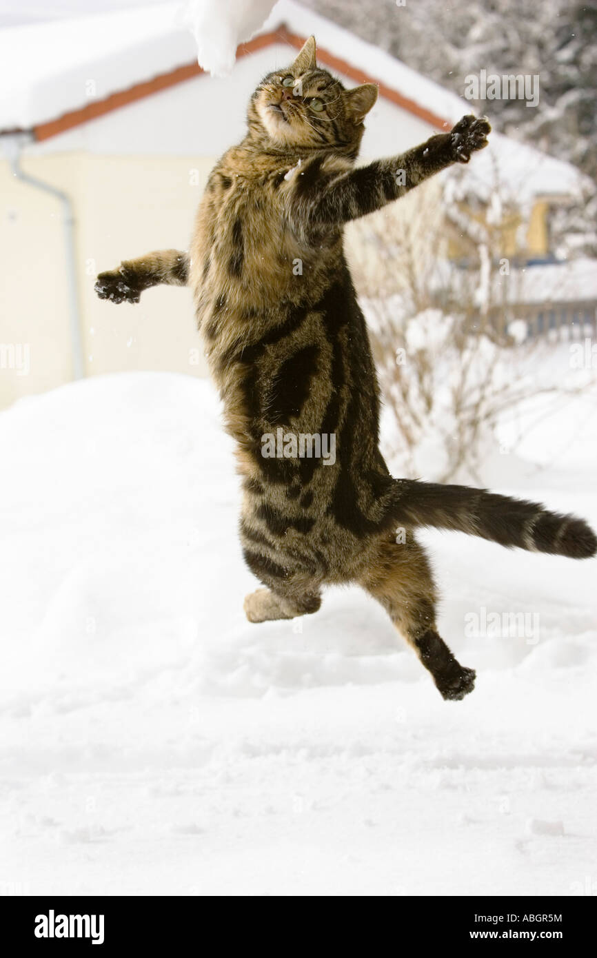 Cat jumping in snow, domestic cat, male, Stock Photo