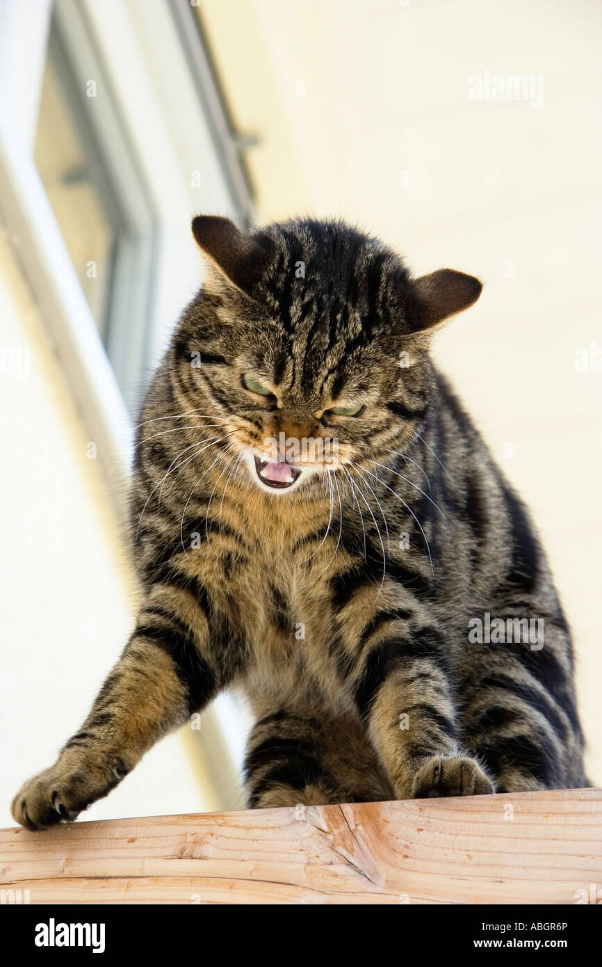 Domestic cat on roof joist snarling, Germany Stock Photo