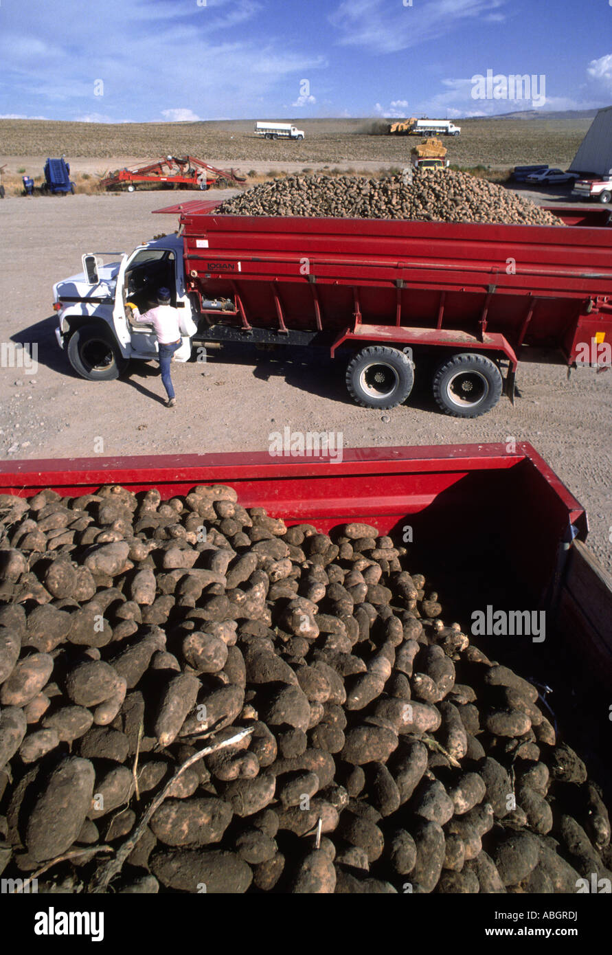 Worker gets into truck carrying fresh harvested Idaho potatoes Stock